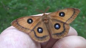 Attēlu rezultāti vaicājumam “Aglia tau”