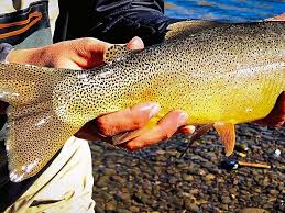 Image result for Oncorhynchus clarkii