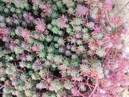Attēlu rezultāti vaicājumam “Sedum pallidum”