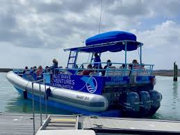 Image result for Adventure Dolphin