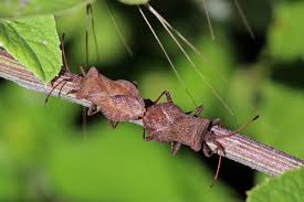 Attēlu rezultāti vaicājumam “Coreus marginatus imago”