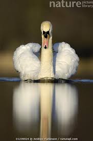 Attēlu rezultāti vaicājumam “Cygnus olor adult”