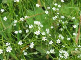 Attēlu rezultāti vaicājumam “Stellaria graminea flower”