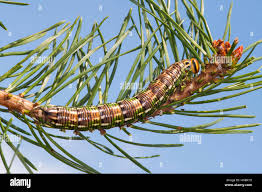 Attēlu rezultāti vaicājumam “Sphinx pinastri larva”