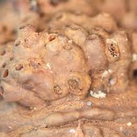 Attēlu rezultāti vaicājumam “Agathomyia wankowiczii”