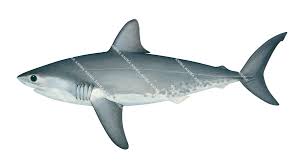 Image result for Lamna ditropis