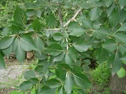 Attēlu rezultāti vaicājumam “Populus simonii”