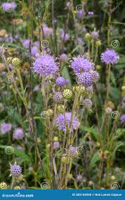 Image result for Succisa pratensis