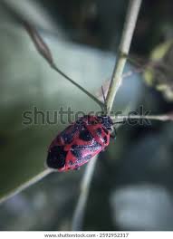 Attēlu rezultāti vaicājumam “Eurydema dominulus imago”