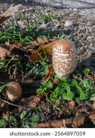 Attēlu rezultāti vaicājumam “Macrolepiota rhacodes”