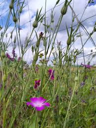 Image result for Kornrade