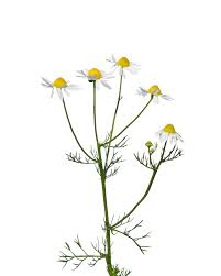 Image result for Matricaria recutita (chamomilla)