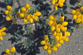 Attēlu rezultāti vaicājumam “Astragalus arenarius flower”