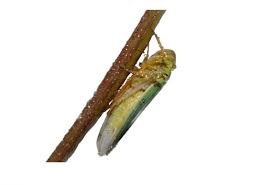 Attēlu rezultāti vaicājumam “Cicadella viridis female”