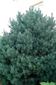 Attēlu rezultāti vaicājumam “Pinus sylvestris var. turfosa”