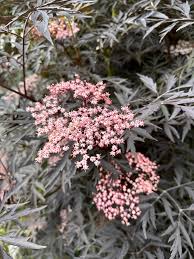 Attēlu rezultāti vaicājumam “Sambucus nigra flower”