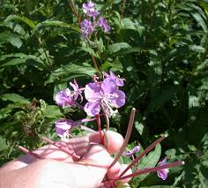 Attēlu rezultāti vaicājumam “Epilobium angustifolium fruit”