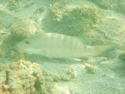 Image result for Lutjanus novemfasciatus