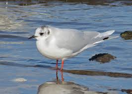 Attēlu rezultāti vaicājumam “Larus minutus adult”