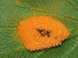 Attēlu rezultāti vaicājumam “Puccinia coronata”