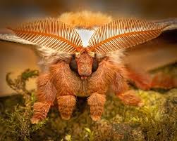 Attēlu rezultāti vaicājumam “Hepialus humuli male”