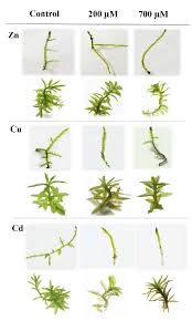 Attēlu rezultāti vaicājumam “Hypnum cupressiforme”