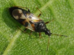 Attēlu rezultāti vaicājumam “Anthocoris nemorum”