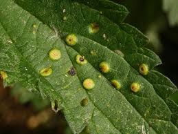 Attēlu rezultāti vaicājumam “Puccinia urticata”