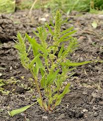 Attēlu rezultāti vaicājumam “Rumex maritimus leaf”
