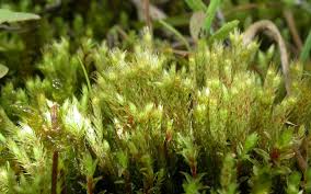 Attēlu rezultāti vaicājumam “Philonotis”