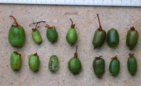 Attēlu rezultāti vaicājumam “Actinidia kolomikta fruit”