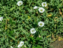 Attēlu rezultāti vaicājumam “Cerastium arvense”