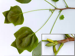 Attēlu rezultāti vaicājumam “Liriodendron tulipifera fruit”