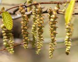 Attēlu rezultāti vaicājumam “Carpinus caroliniana female flower”