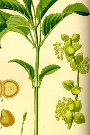 Attēlu rezultāti vaicājumam “Mercurialis perennis leaf”