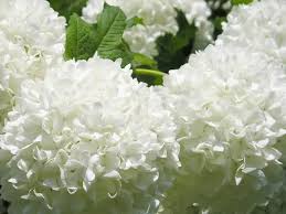Attēlu rezultāti vaicājumam “Viburnum opulus flower”