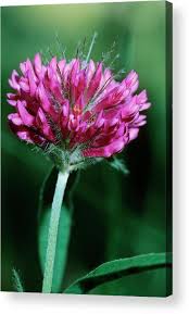 Attēlu rezultāti vaicājumam “Trifolium alpestre”