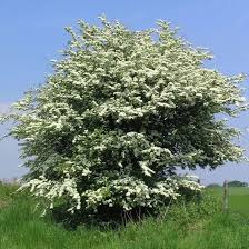 Attēlu rezultāti vaicājumam “Crataegus monogyna subsp. nordica”