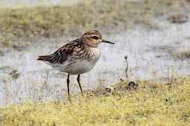 Image result for Calidris subminuta