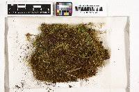 Attēlu rezultāti vaicājumam “Eurhynchiastrum pulchellum”