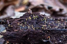 Attēlu rezultāti vaicājumam “Cudoniella acicularis”