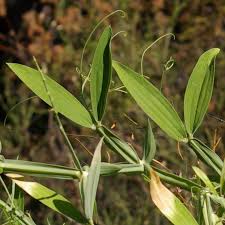 Attēlu rezultāti vaicājumam “Lathyrus latifolius leaf”