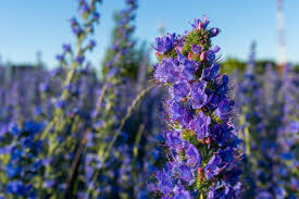 Attēlu rezultāti vaicājumam “Echium vulgare leaf”