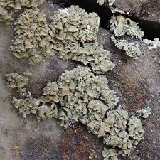 Attēlu rezultāti vaicājumam “Hypocenomyce scalaris”