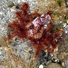 Image result for Hyas coarctatus