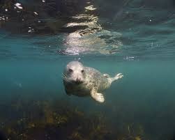 Image result for Wyndley Seals Snorkelling Club