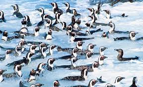 Image result for Spheniscus demersus