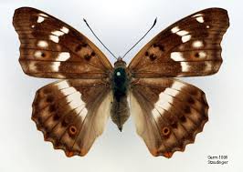 Attēlu rezultāti vaicājumam “Apatura ilia female”