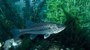 Image result for Micropterus salmoides