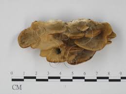 Attēlu rezultāti vaicājumam “Trametes ochracea”